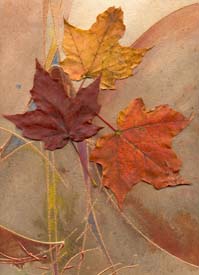 Maple Beauty I - Click for details and purchase